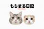 【悲報】もちまる日記「助けて！猫に炭酸水舐めさせたらドン引かれて登録者激なの！どうして？！」