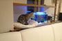 【ねこ画像】水槽とねこ、出ベソねこ、仲良しきょうだいでごろごろ ほか【再】