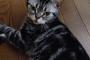 【ねこ画像】顔が個性的な気がする（飼い主談）、舌ペロアメショ、お嬢様のガン見 ほか【再】