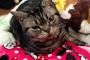 【ねこ画像】バレンタインあげたいけどチョコはダメだからカリカリにしよう、朝おしゃべりなねこ、人が起きれば控えめに要求 ほか【再】