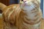 【ねこ画像】いたずらっ子ねこ、こたつ大好き、スネもーどのねこ ほか【再】