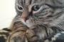 【ねこ画像】アメ太の手の先丸いの、ぬいぐるみをぎゅっ！！、へそ天ごろごろ ほか【再】