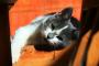 うちの猫も生前喋ったんだが、一晩眠ったらなんて喋ったか忘れちゃった【再】