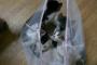 ねこ、大漁ｗ【再】