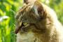 猫が獲物見つけた時に出すｸｹｹｹｹって鳴く現象【再】