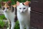 旦那が単身赴任中に飼い始めた２匹の猫、休みで帰省する度に、旦那をお客様扱いするが・・・【再】