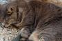 雉トラ猫を飼っていた。老衰＆病気で数ヶ月前私の腕の中で旅立ったけど、 数週間後夢にでてきてくれた【再】