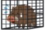 【動画】犬さん、ラッコに捕獲されてしまう・・・