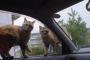 ねこにマークされた車【再】