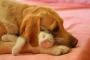 【ねこ画像】わんこといっしょ、上級者向けｗｗｗ ほか【再】