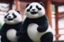 中国人「日本に来たら痩せると聞いていたけど、デブはデブ」　中国人「日本は美味しい国」「日本で痩せるのは無理」