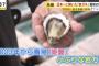 【画像】漁師「これがうちの開発した岩牡蠣の「ひめか」です！」キャスター「かわいい～」