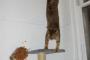 【ねこ画像】キャットタワーで大惨事、ねこ用エレベーター ほか【再】
