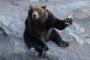 【悲報】大雪山系白雲岳でクマに遭遇した男さん、ガチでヤバイ事をしてしまう・・・・・