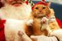 クリスマスとねこ【再】