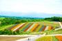 北海道旅行するんだけどどっかオススメある？
