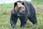 「村にヒグマが来た時に助かる方法」