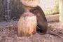 【動画】自分で齧った木につぶさるビーバー