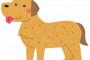 【ｸﾚｸﾚ】古米を犬に食べさせていたらママ友が「米なんか贅沢。アフリカの子供たちがry」と激昂。色々言っていたが、要約すると『私に米をくれ』ということらしい