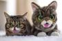 【ねこ画像】ぬいぐるみそっくり、パン泥棒【再】