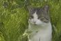 【ねこ画像】おそとのねこ、セントバーナードとねこ【再】