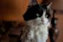【ねこ科画像】ハチワレ、飼い主といっしょ ほか【再】