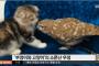 【韓国の反応】フクロウと猫の噂の友情「かわいい」in 大阪のコーヒーショップ