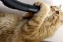 【ペロペロ動画】猫、掃除機の吸引力にハマる。