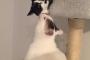 ネコにキスされてビックリするネコｗｗｗｗｗｗｗｗｗｗ