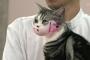 猫『吾輩はレクター博士である』
