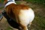 【美味しそう】尻が食パンに見える犬達
