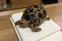 【画像】うちで飼ってる爬虫類30万円ｗｗｗｗｗｗｗｗｗｗｗｗｗｗｗｗｗｗ