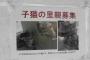 【悲報】里親が決まってた猫を殺処分した竹田市に批判殺到・・・・・・