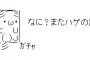 浮気しまくる旦那にストレスが溜まり、髪を抜き続けてやった。1年後、旦那はハゲ散らかし、浮気ができなくなった