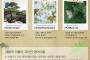 韓国が松の英名「Japanese red pine」を「Korean red pine」に変更しろと主張　日本海の次は植物か？