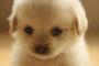 【画像】子犬とはいえ群れで行動する動物は空気を読むような目をするもんだね