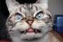鋭い牙を持つ猫が話題にｗｗｗ(画像あり)