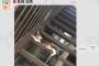 ぱるる、暑さでバテバテの猫さんに癒される！【画像】