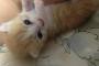 V系バンドTHE BLACK SWANのドラマー、煉が保護した子猫がかわいくてほっこりする