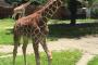 キリンが「モー」と鳴く動画公開へ　 飼育員も「長く担当しているが聞いたことない」
