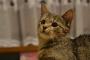 みなさん猫チャンの点呼は1日何回してますか？