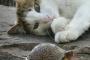 猫『これは一体なんだろうか？』