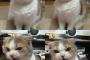 【画像】なんだか文句ありげな猫さんｗｗｗ