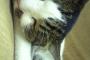 【動物愛護精神ゼロなチョン】猫おばさんがレンガを叩きつけられ殺される事件まで…野良猫を毛嫌いする“動物愛護精神 ゼロ”な韓国人