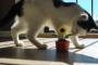 【動画】　ひまわり　V.S　ねこ