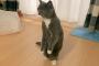 ぬ～っと立つ猫ｗｗｗｗこれ半分人間ですわ