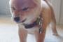 何これキツネ？そんな可愛い柴犬画像４連発！
