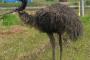 【衝撃】 日本の秘境・群馬でエミューが発見　捕獲試みるも山林に姿消す (画像あり)