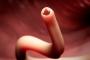 【衝撃】女性を妊娠させる触手系の寄生虫が発見され、オタク狂喜！