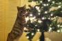 猫がクリスマスツリーに悪戯するから、なんとかしたいんだが……